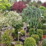 Flamingo Road Nursery Davie