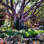 Deerfield Beach Arboretum